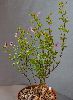<em>Pelargonium crispum</em>